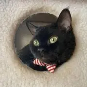 Maomaoの画像