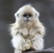 Fingermonkeyの画像