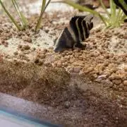 AQUAの画像