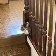 MYKの画像