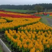 wasafujiの画像