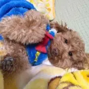 おまつ