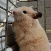 まっふぃー
