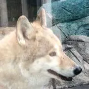 TAKの画像