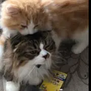 うめ