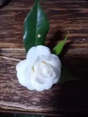 白椿の画像