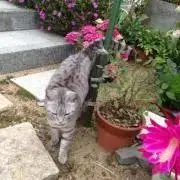 ムム