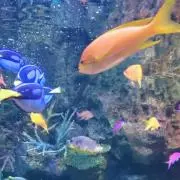 ぴん