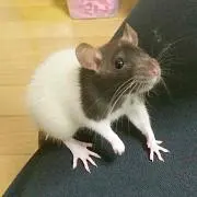 まくらーれん