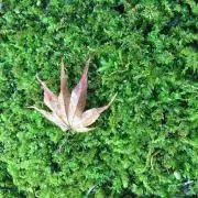 ツバキの画像
