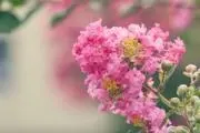 百日紅の画像
