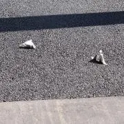 ぽっぽの画像