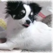 ひとみの画像