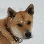 ごろうの画像