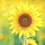 ひまわり