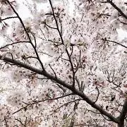Romiの画像