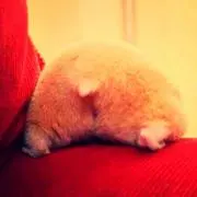 なおはん