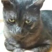 なつめ