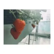 こぐまHKの画像