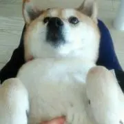 てんてんの画像