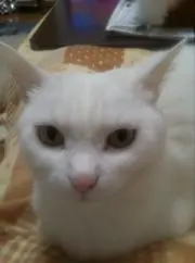 ももちゃん