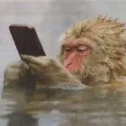 はまねん