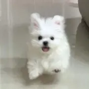Rの画像
