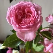 りのたの画像