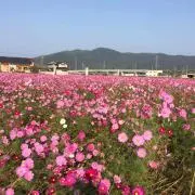 tam必須‼️購入前在庫確認お願いしますの画像