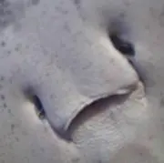shuの画像
