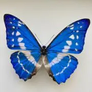 ゴライアスオオツノハナムグリ（コンゴ産） - メルカリ