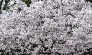 さくらの画像