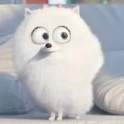 ちゃーこまる
