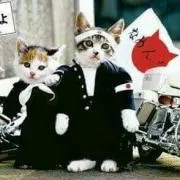 ☆なめ猫☆
