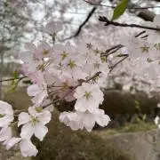 なつやさいの画像