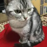 りんこっこ（おまとめ購入大歓迎）の画像