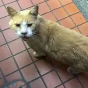 miya
