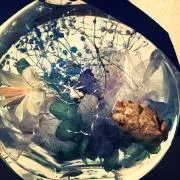 はちみんの画像