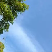 らん