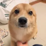 ぽゃ