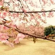 Masamiの画像