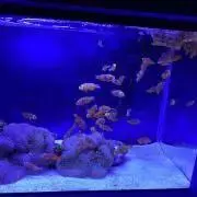 マイメロの画像