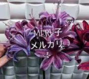 MERU子の画像