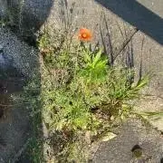 まいの画像