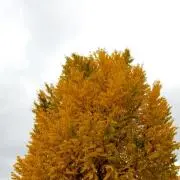 マイムの画像