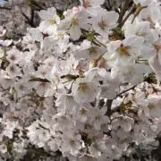 さくらんぼ