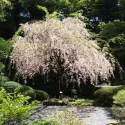 dnrの画像
