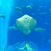 KTの画像