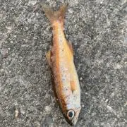 あゆ