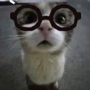 かんの画像